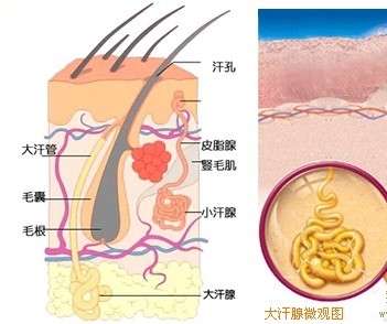 腋臭常识 腋臭病因.jpg